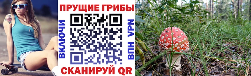 наркота Каменск-Шахтинский Псилоцибиновые грибы Psilocybe